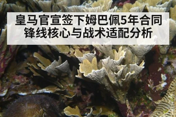 皇马官宣签下姆巴佩5年合同锋线核心与战术适配分析